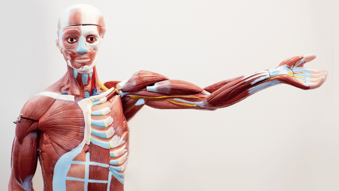 Fast-Twitch Muscle Fibers