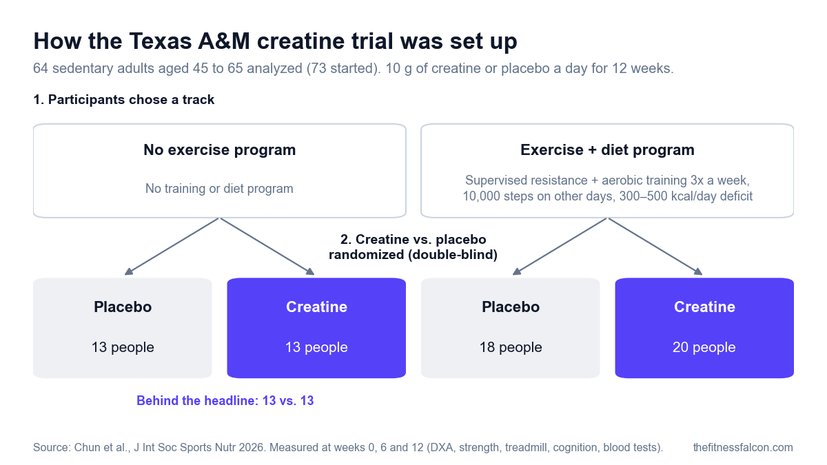 Diagram of the Texas A&M creatine trial design: 64 sedentary adults aged 45 to 65 were analyzed (73 started). Participants chose either no exercise program or a supervised exercise and diet program, then were randomly assigned, double-blind, to 10 g of creatine or placebo a day for 12 weeks. Final groups: no exercise plus placebo 13, no exercise plus creatine 13, exercise plus placebo 18, exercise plus creatine 20