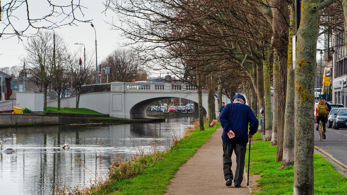 An older man in a navy cap and cable-knit sweater walks with a cane along a tree-lined canal path, seen from behind, with a stone bridge and swans on the water ahead