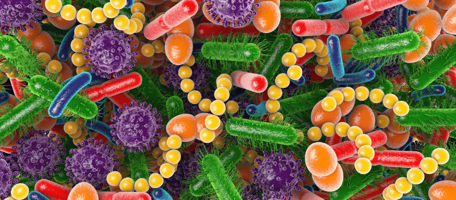 Gut Microbiota Gut Health The Unsung Hero of Your Immune System
