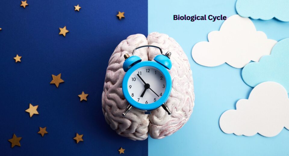 Biological Cycle
