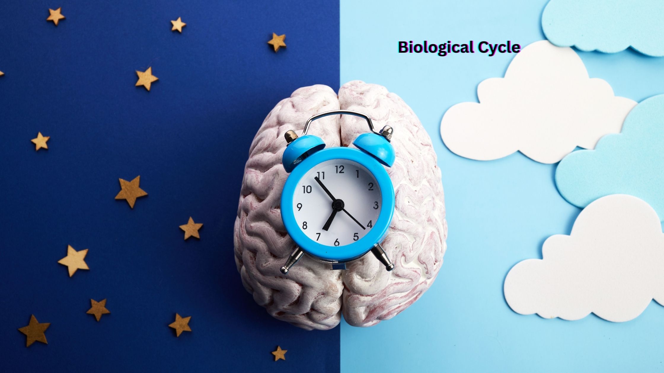 Biological Cycle
