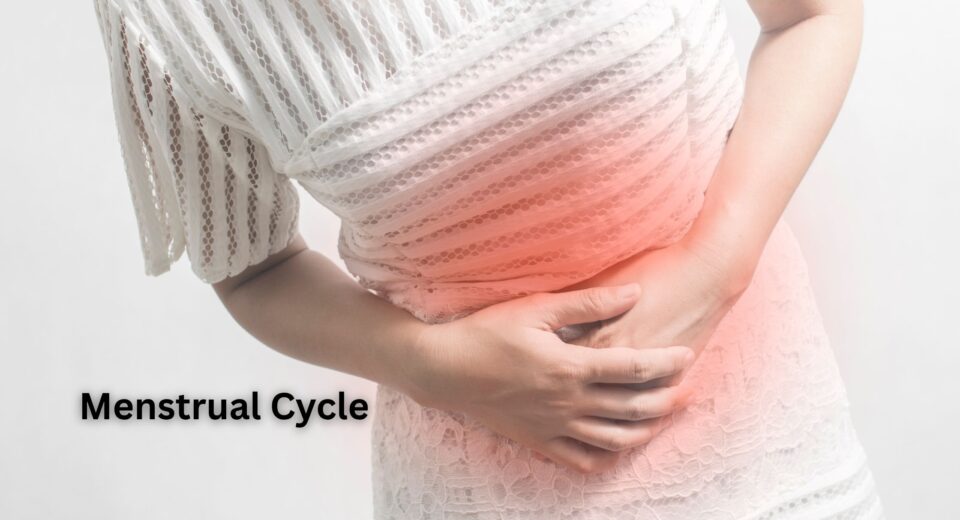 Menstrual Cycle